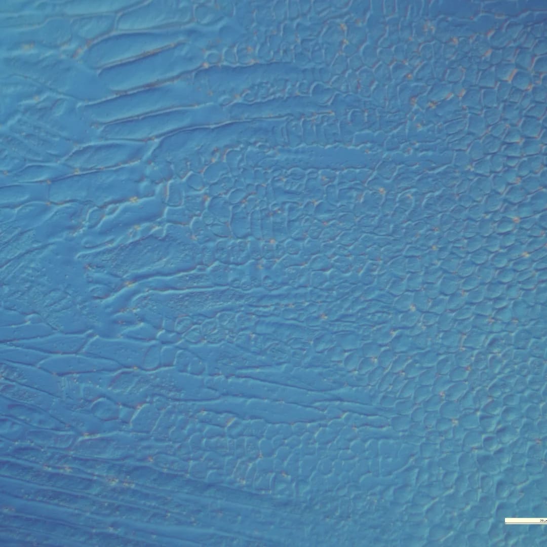 Metallography Output 12